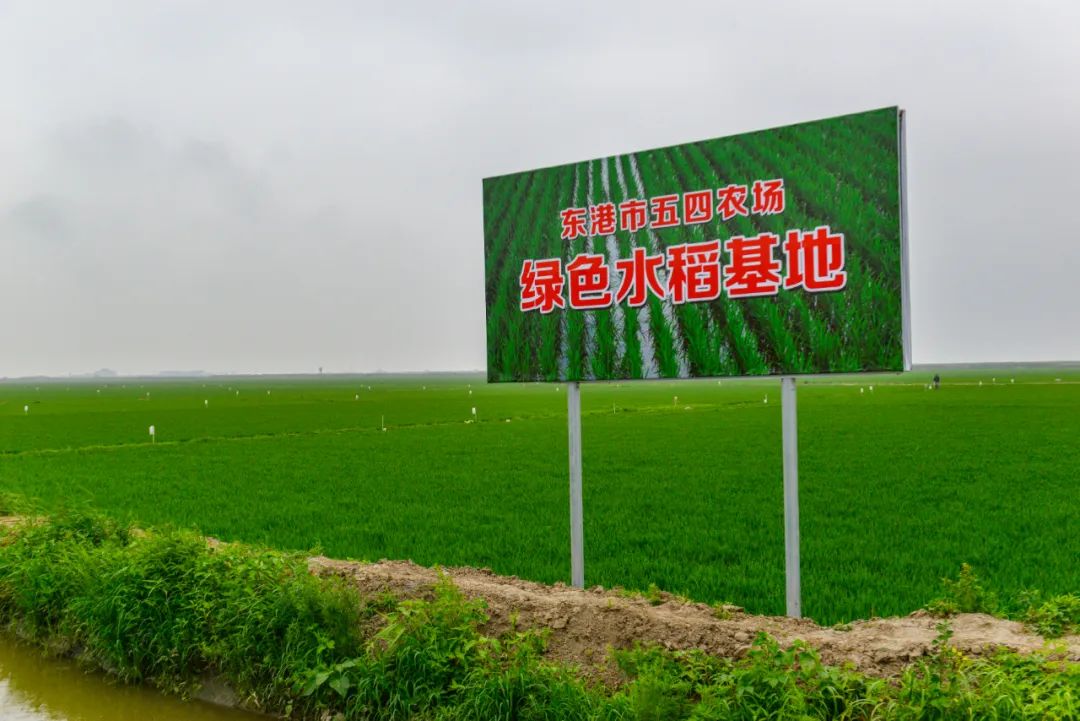 五四农场2万亩稻田全面实现了绿色,有机种植模式,并取得绿色,有机认证