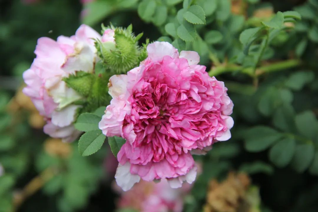 缫丝花rosa roxburghii,一般常见蔷薇属植物中花期最晚的花,因此也名