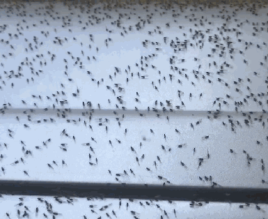 板 板材 385_314 gif 动态图 动图