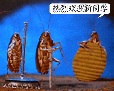 家里蟑螂成灾?是时候介绍真正的灭蟑技术了!