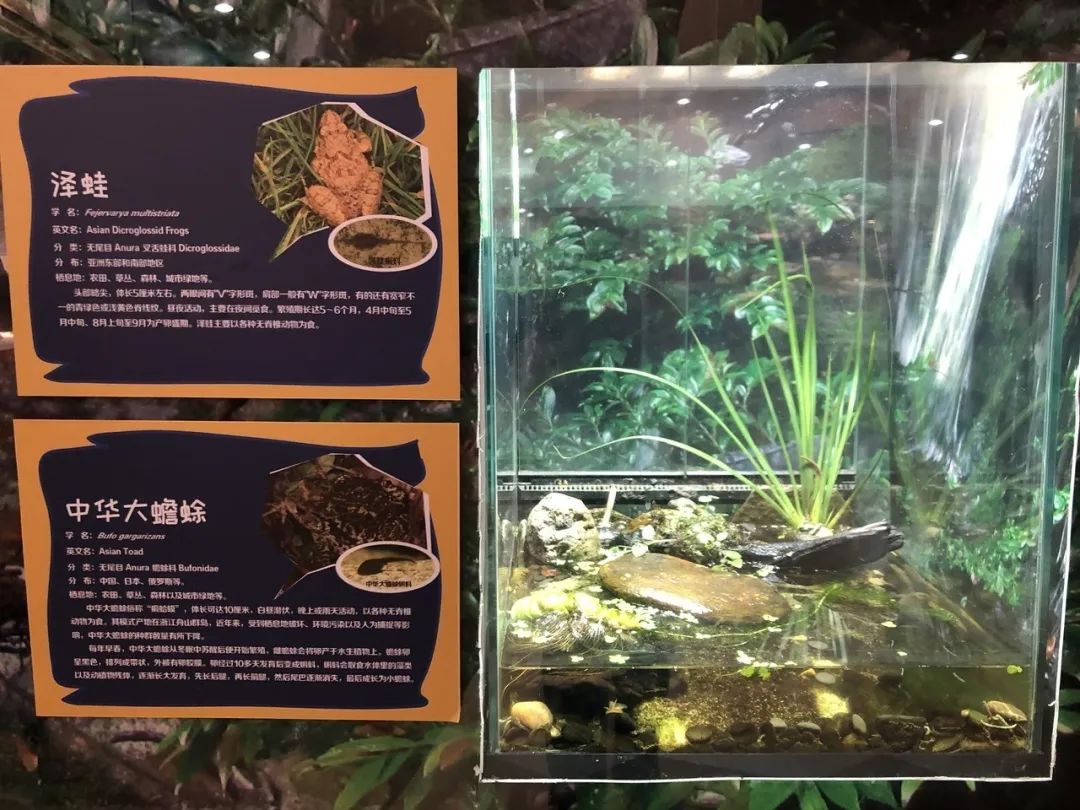 上海动物园两爬馆“上新”，圆鼻巨蜥宝宝首次展出（最新发布）