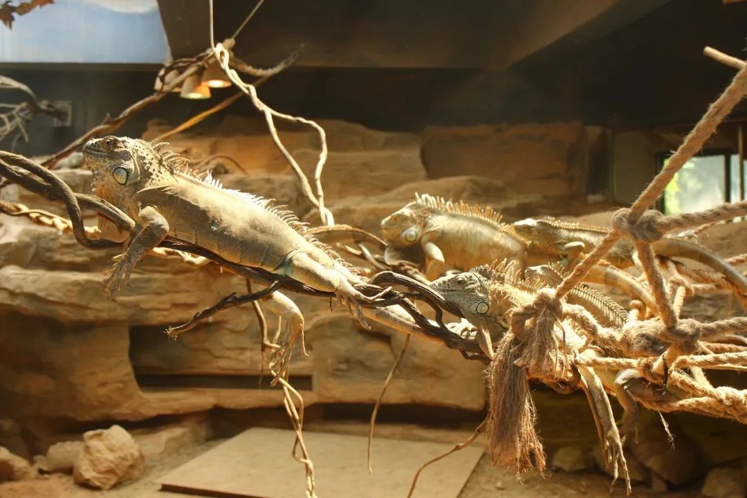 上海动物园两爬馆“上新”，圆鼻巨蜥宝宝首次展出（最新发布）