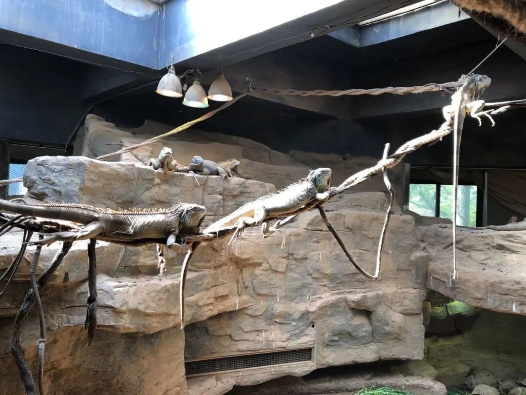 上海动物园两爬馆“上新”，圆鼻巨蜥宝宝首次展出（最新发布）