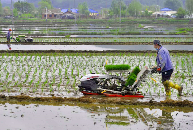 村民驾驶着插秧机穿梭在稻田里,将秧苗下田.