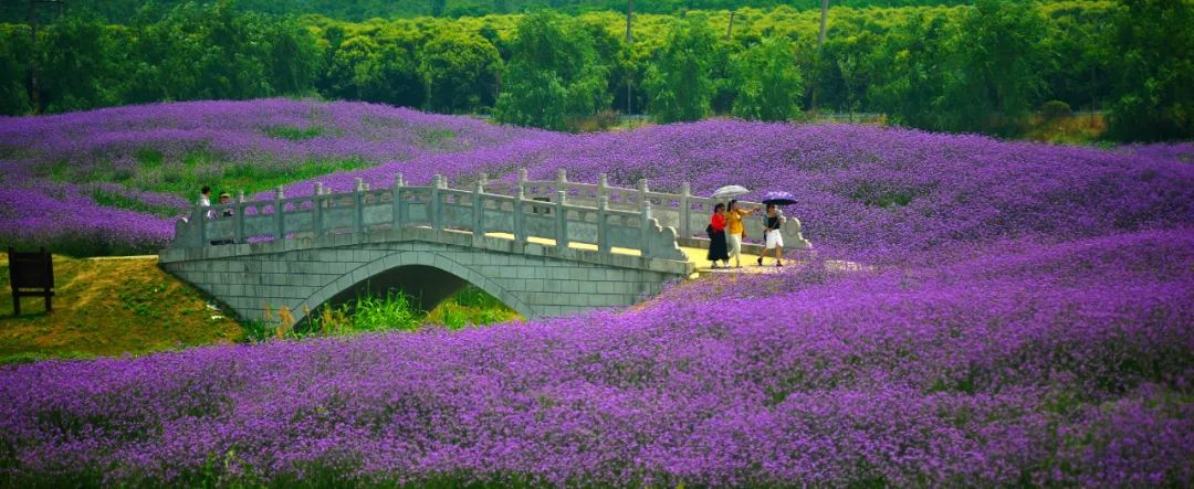 南京这片夏日限定花海,惊艳上线!