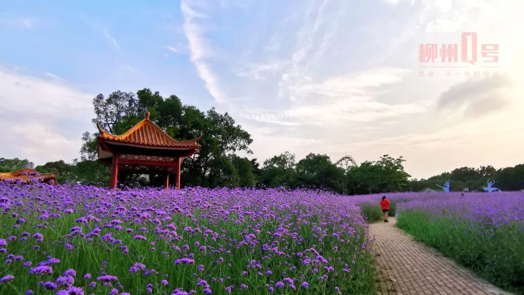 荷花马鞭草小丽花柳州这些公园已成花海美照抢先看