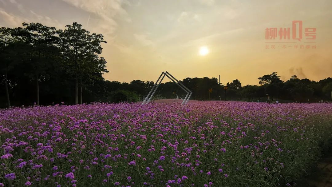 荷花马鞭草小丽花柳州这些公园已成花海美照抢先看