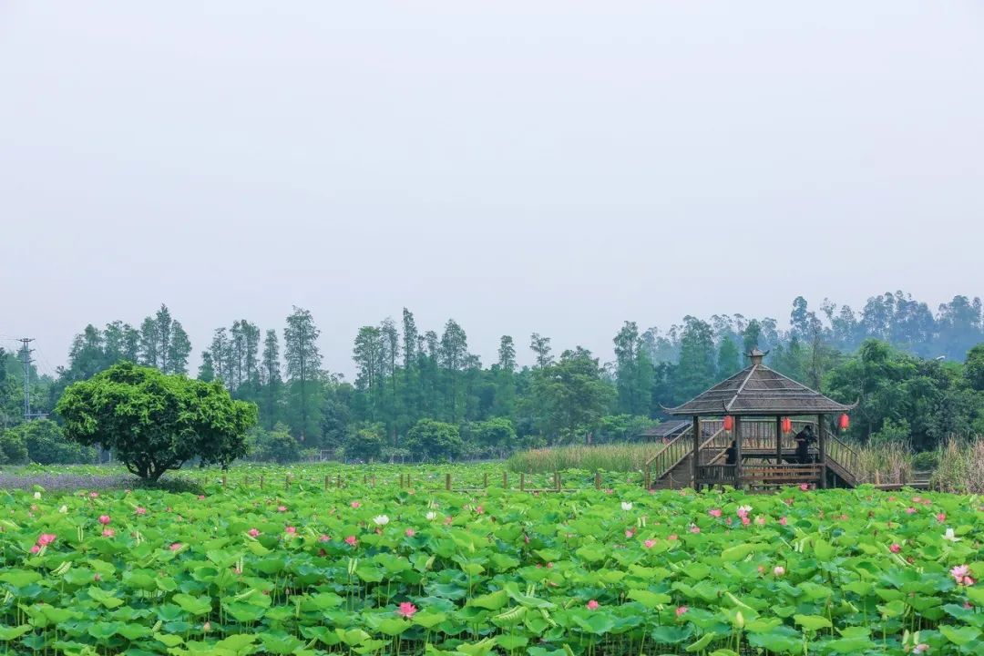水郡湿地公园 在斗门观赏荷花 还有这些网红打卡地 十里莲江荷花池 说