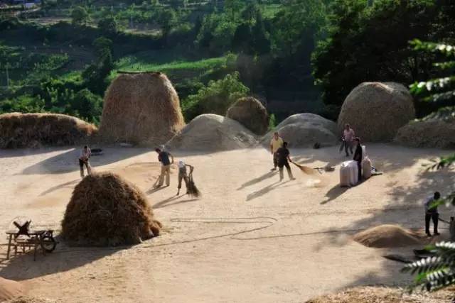 大名人的童年,小时候农村收麦子的场景,看完眼角湿了