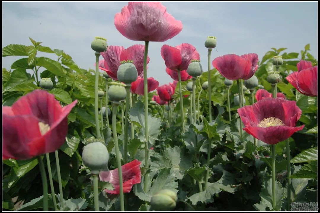 【亮剑2020】花非花,是毒!运河分局破获一起非法种植罂粟案件