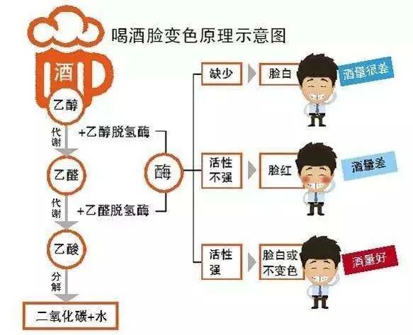 饮酒的危害性:一次大量饮酒可出现急性神经精神症状