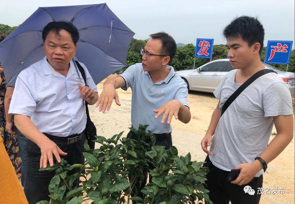 脱贫攻坚电白区麻岗镇牛门村产业振兴让贫困户真脱贫不返贫
