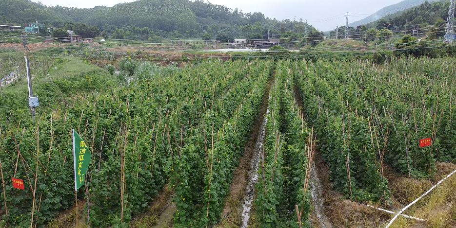 小凉瓜大发展蓬江这个村借力杜阮凉瓜走出有特色的乡村振兴路子