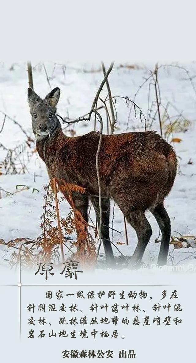 安徽有这些国家一级保护野生动物