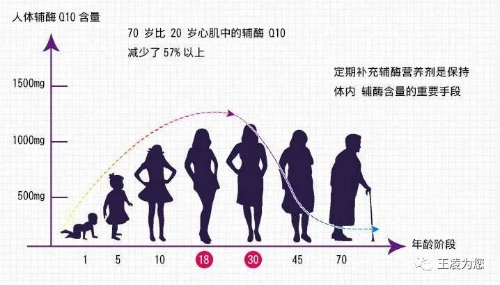 改善围绝经期症状 随着年龄增加,卵泡中线粒体功能障碍,补充辅酶q10