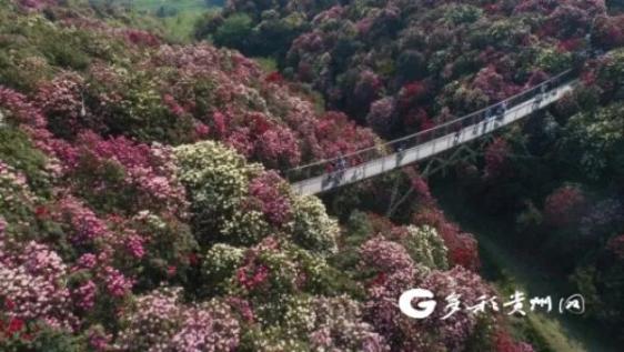 山地旅游优势凸显 贵州迎来山地“热潮”(最新发布)