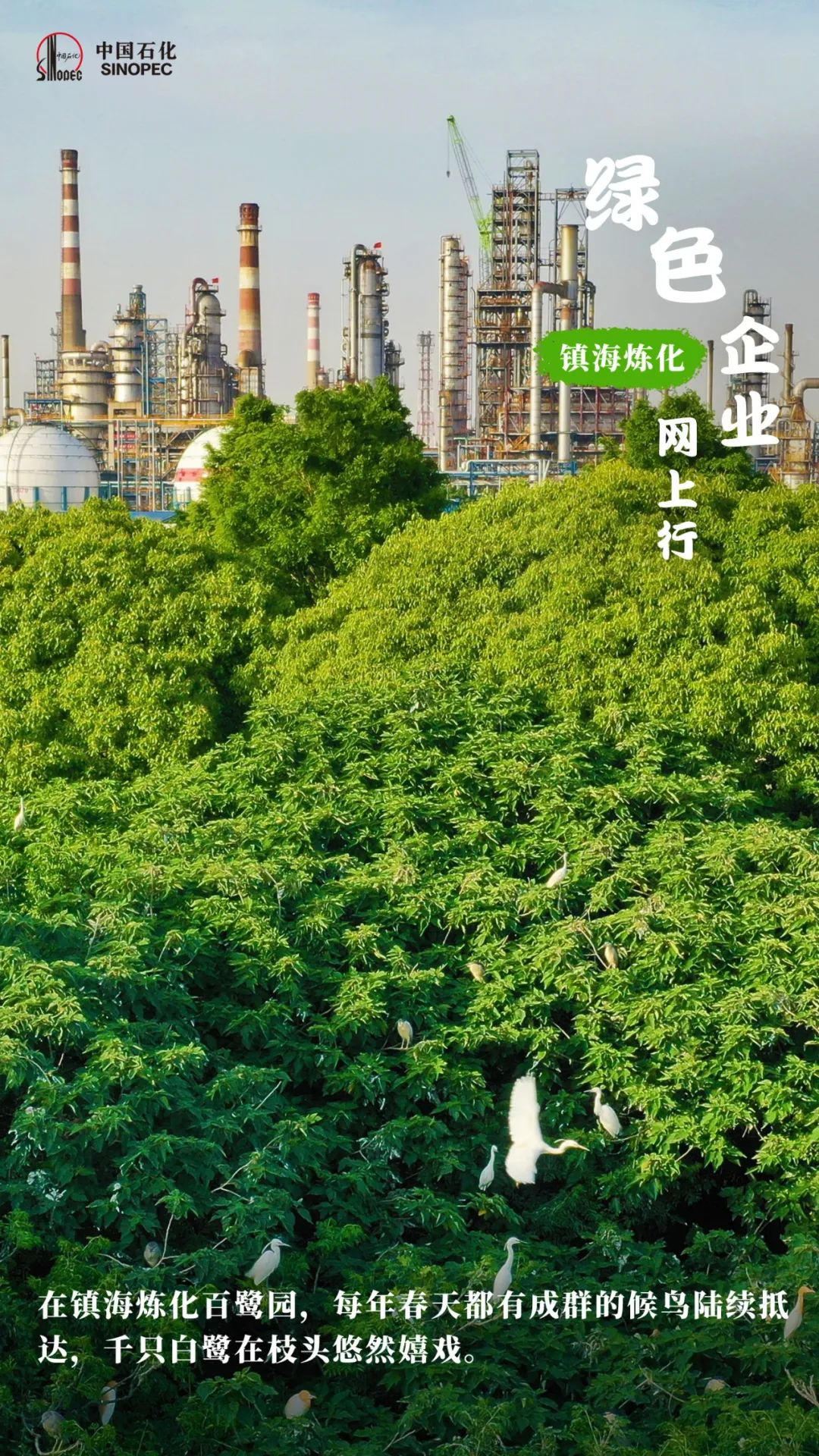 白鹭每年都如约而至,在厂区生息繁衍,成为镇海炼化绿色环保的最好代言