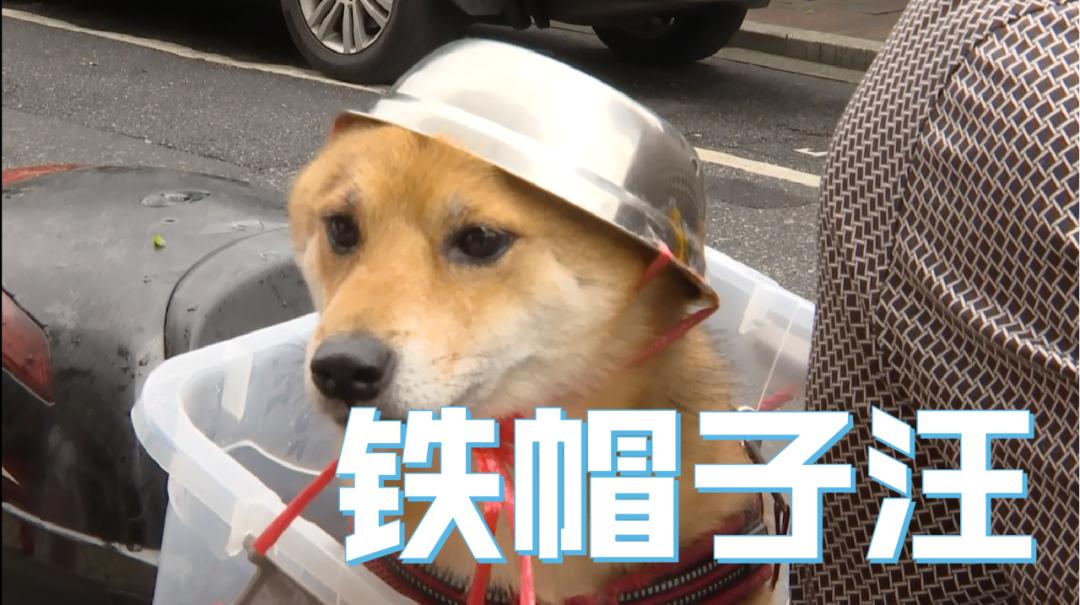 大爷骑车给狗子戴自制头盔,网友: