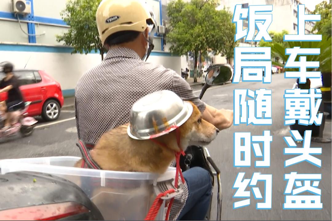 笑喷大爷骑车给狗子戴自制头盔网友铁帽子汪表情包安排