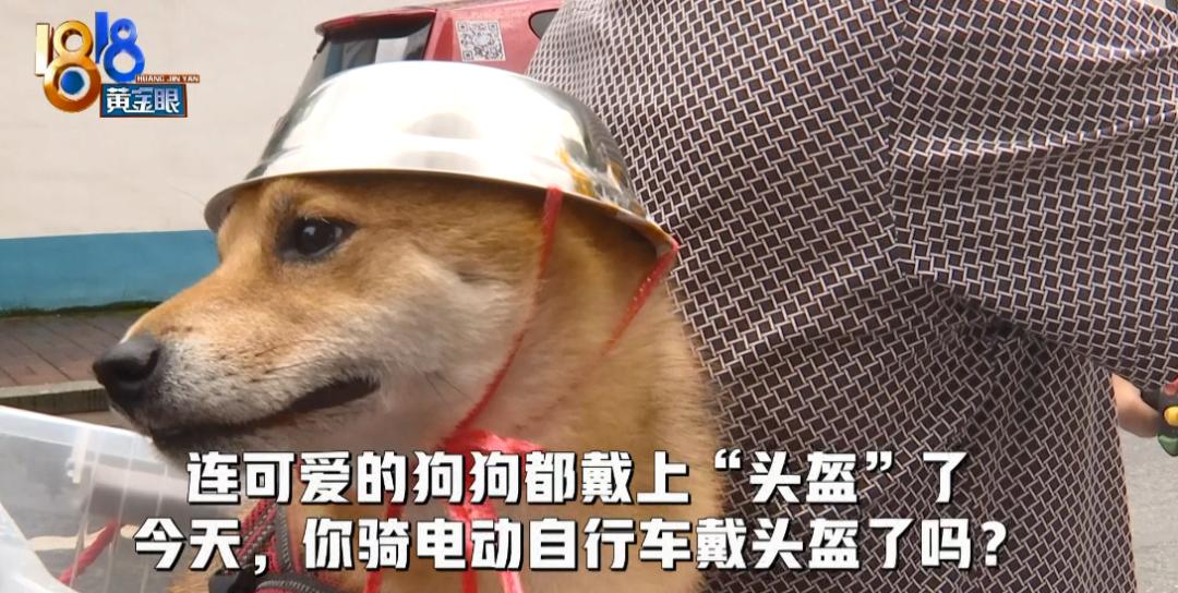 大爷骑车给狗子戴自制头盔,网友: