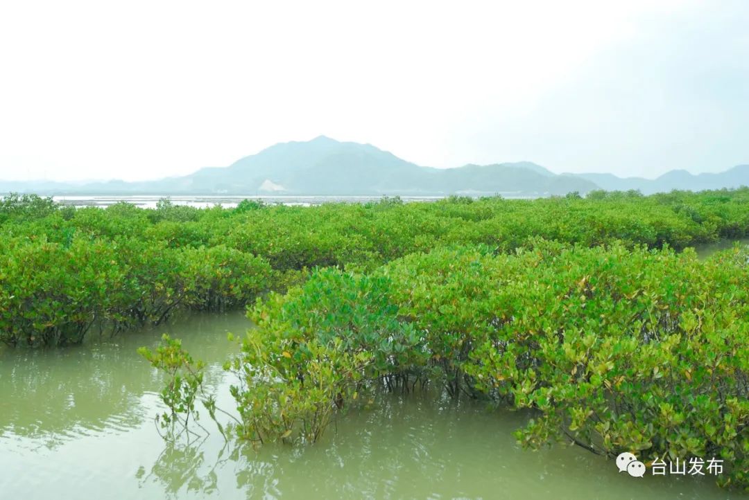 目前,台山的红树林主要分布在 深井,北陡以及广海,海宴等镇