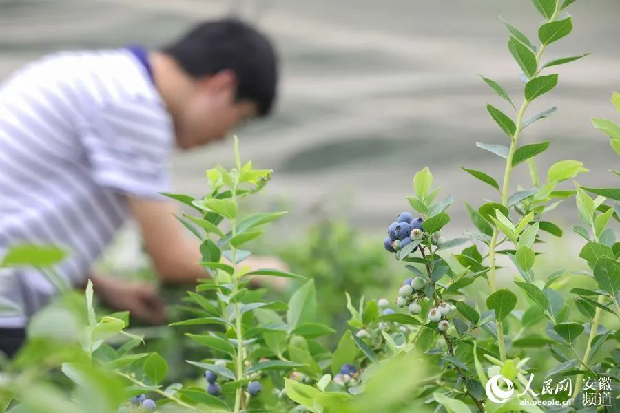 中央省级媒体看安庆|人民网总网首页刊发《安徽怀宁蓝莓果:绿了荒野