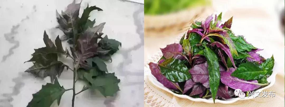 化儿草和血皮菜毒性:其中所含的钩吻素会抑制受害者的神经中枢,令中毒