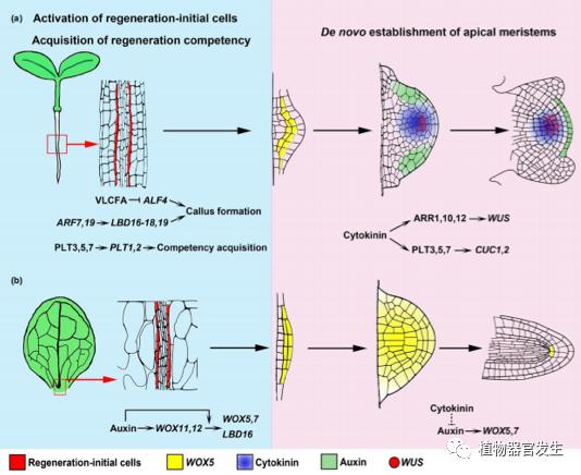 科学普及植物再生过程中的器官从头再生