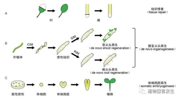 科学普及植物再生过程中的器官从头再生