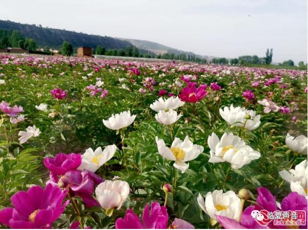 临夏芍药花基地花簇成海 带动乡村旅游脱贫新路子