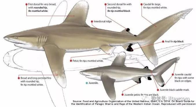 【海洋科普】最危险的鲨鱼——远洋白鳍鲨