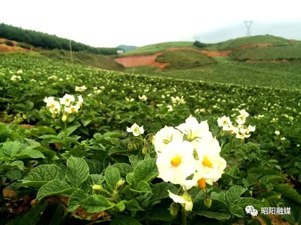 昭通昭阳西魁梁子:万亩洋芋花海 孕育丰收希望