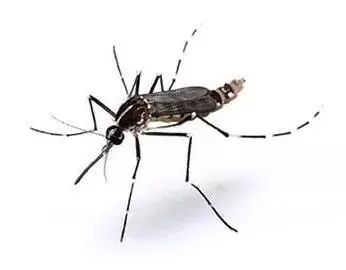 伊蚊02幼虫主要孳生在下水道,污水沟,洼地积水等污水中,能传播流行性
