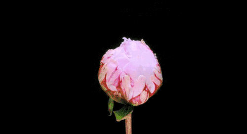 500_271gif 动态图 动图