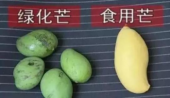 这种"山寨芒果"千万不能碰 除了绿化芒外, 还有一种跟芒果长得很像的