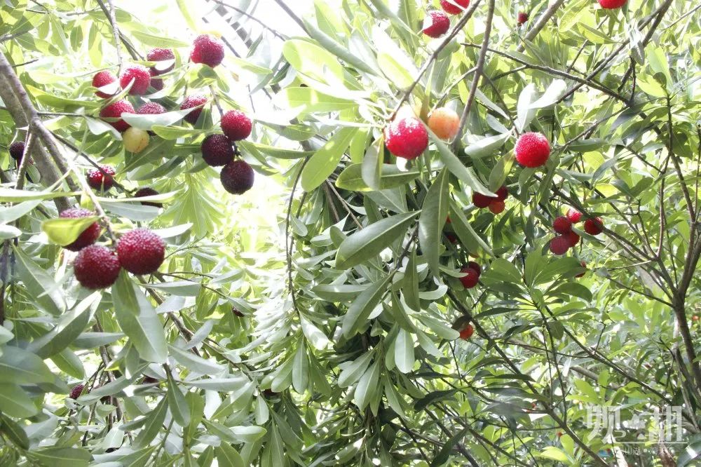 缤纷六月梅好时节百花湖镇石操村杨梅熟了