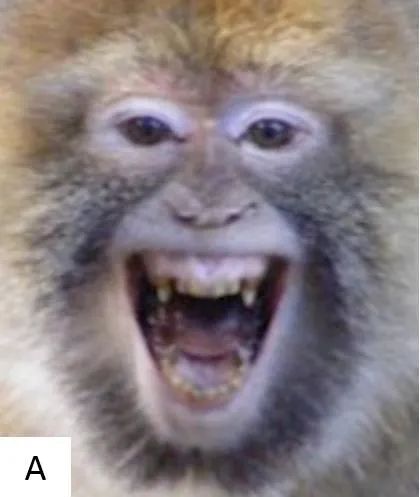 你看那猴子"笑"那么开心,它真的高兴吗?