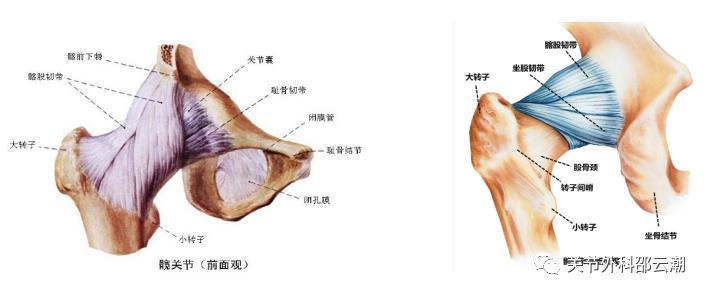 髋关节结构解密