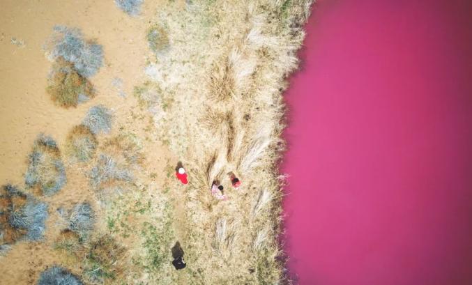 在内蒙古,有一片粉红色的湖......(最新发布)