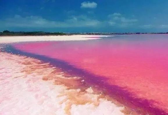 在内蒙古,有一片粉红色的湖......(最新发布)