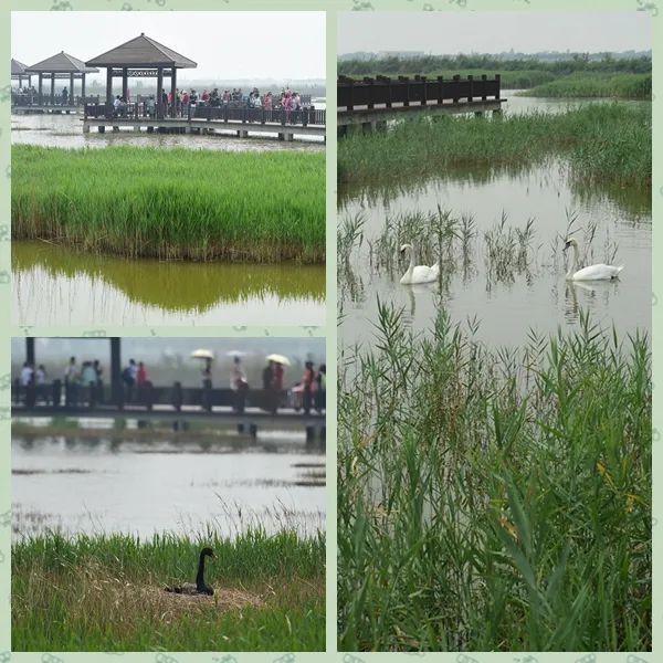 南大港湿地成为"国家重要湿地"