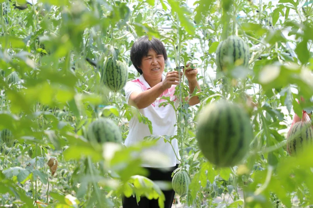 新奇:井陉这里的西瓜 哈密瓜吊着长