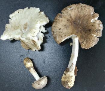 假褐云斑鹅膏菌 假褐云斑鹅膏菌