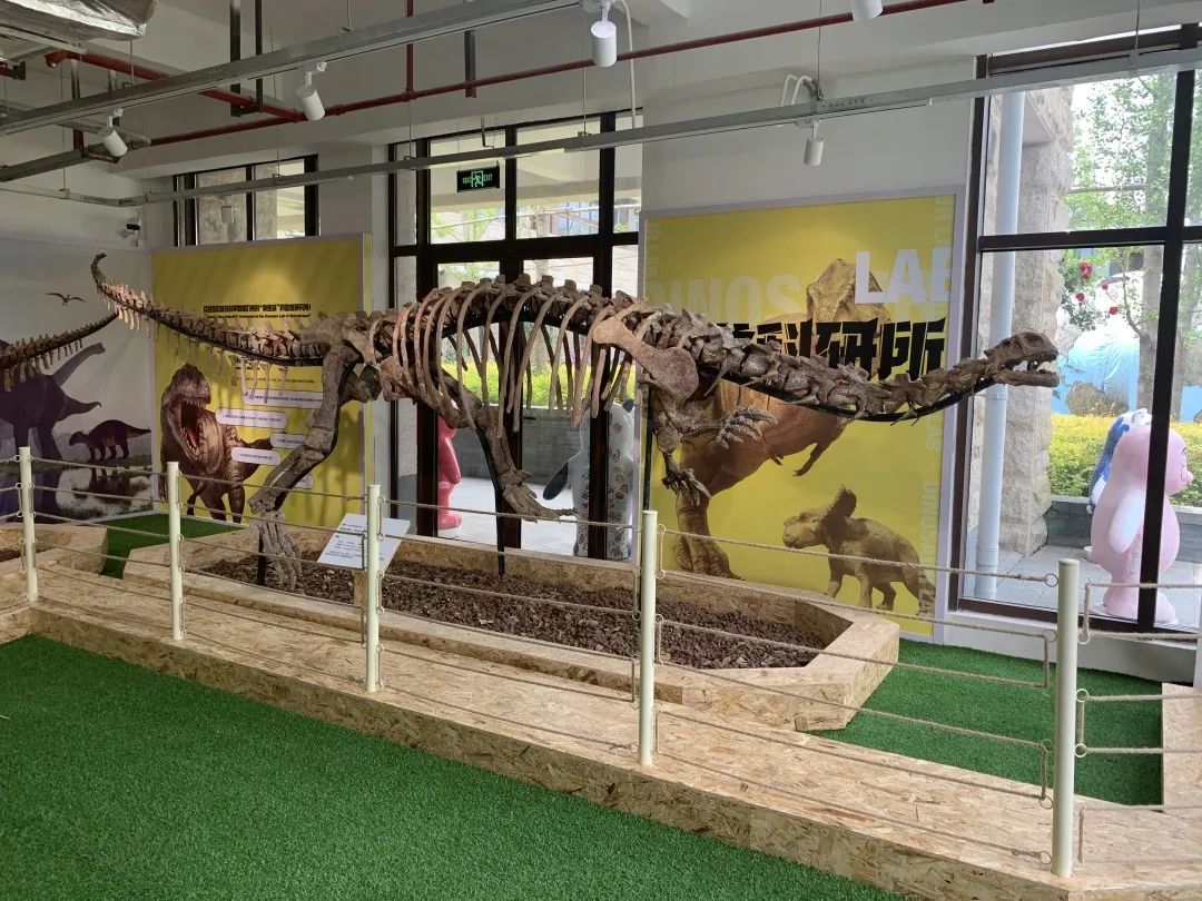3,盘古盗龙化石——与鸟类的关系,迄今亚洲首次发掘腔骨龙类化石 4