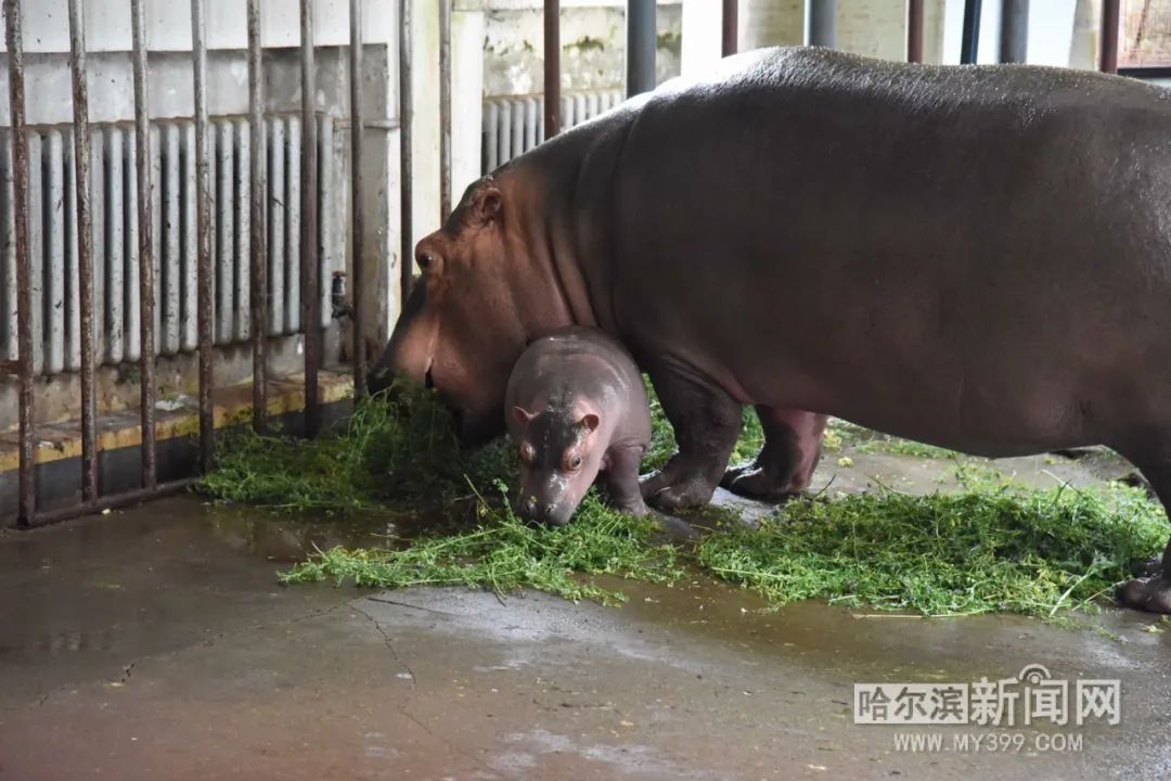 高纬度地区首次繁殖成功动物园河马宝宝满月啦02预计端午节与游客