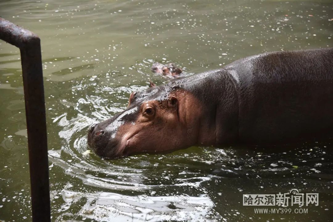 高纬度地区首次繁殖成功动物园河马宝宝满月啦02预计端午节与游客