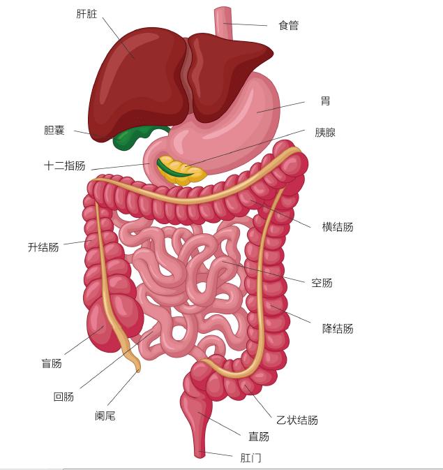 丽水抗癌升结肠:它从一个叫做盲肠的小袋开始,食物经过小肠消化和吸收
