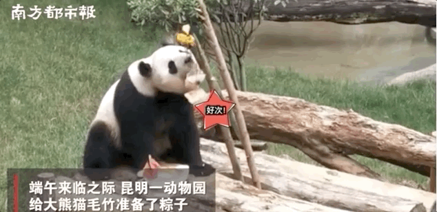 高小微:萌翻!大熊猫吃动物园准备的冰粽子,还有甜点