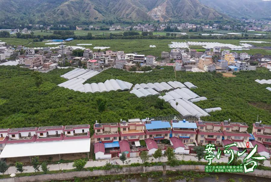 6月23日,在冕宁县泸沽镇中和社区果园,游客们在采摘脆红李.