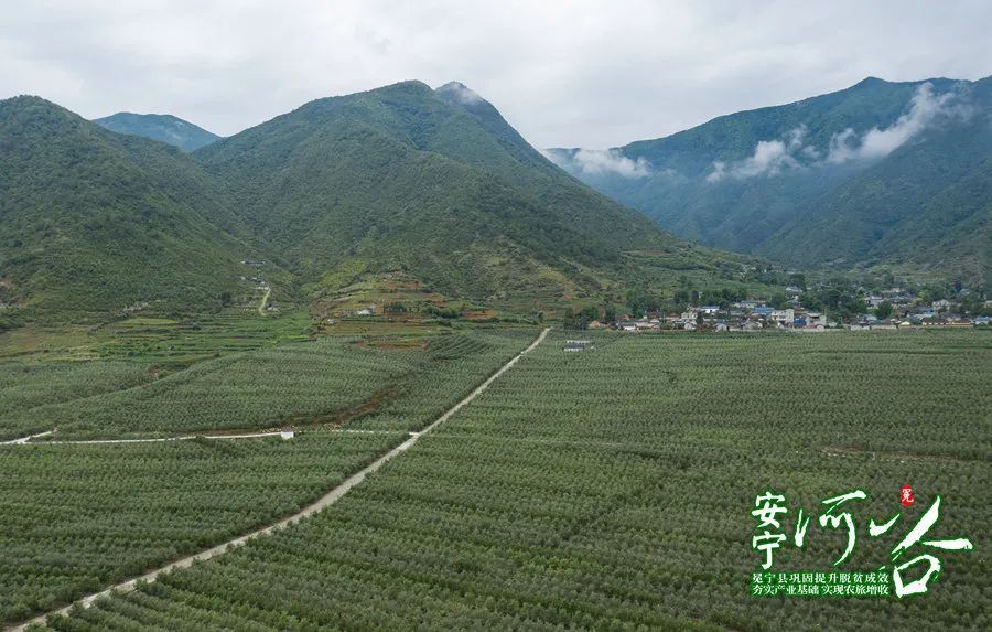 6月23日,在冕宁县泸沽镇中和社区果园,游客们在采摘脆红李.